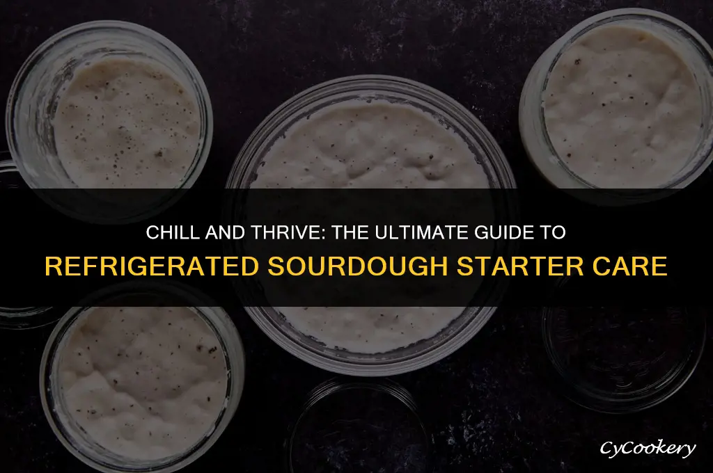 how to maintain sourdough starter in the refrigerator