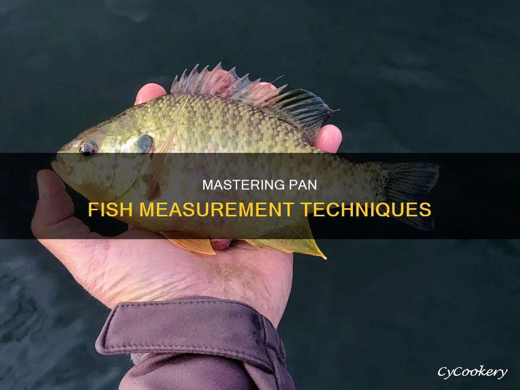 how to measure a pan fish