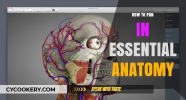 Exploring Essential Anatomy: Mastering the Pan Function