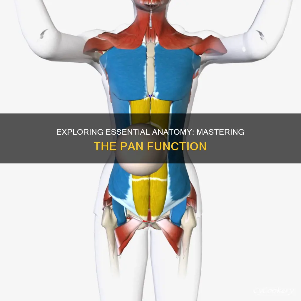how to pan in essential anatomy
