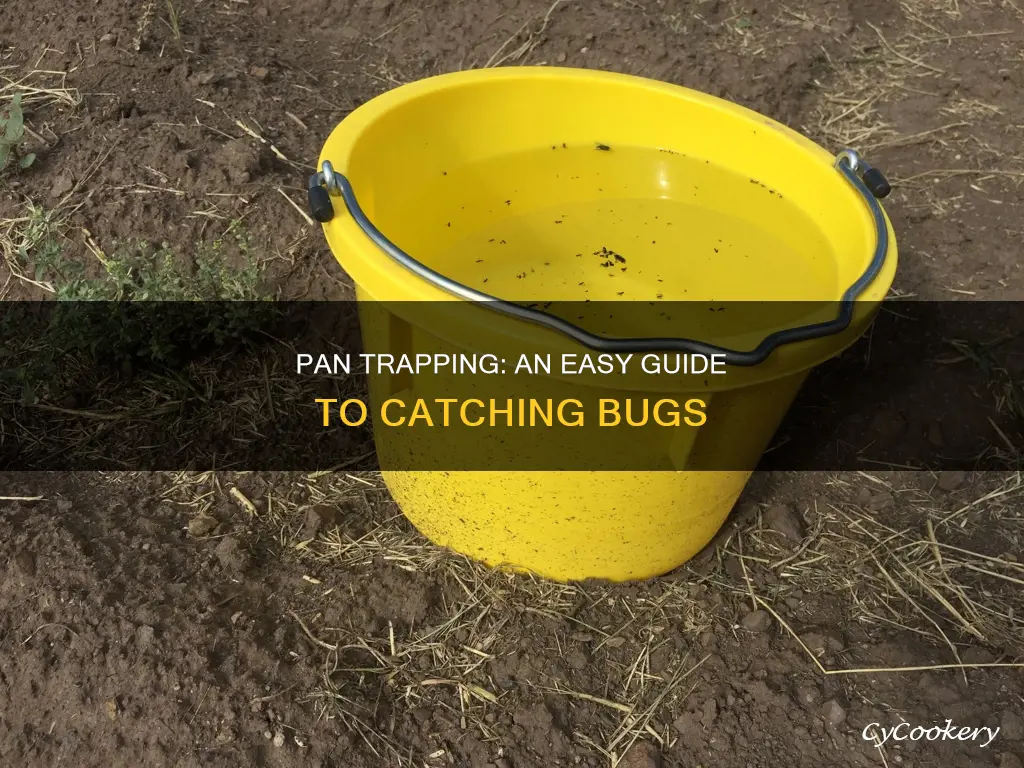 how to pan trap bugs