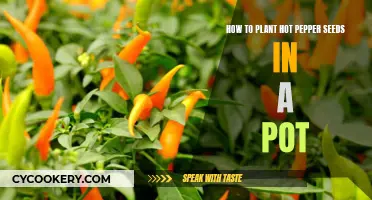 Potting Peppers: A Guide to Planting Hot Pepper Seeds