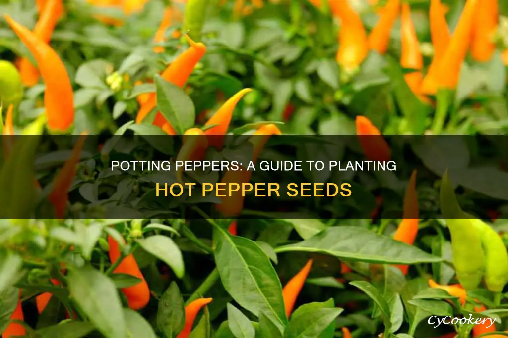 how to plant hot pepper seeds in a pot