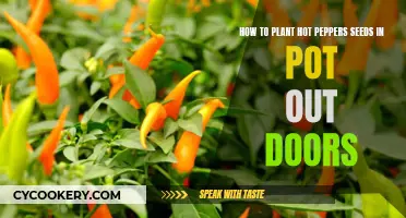 Planting Hot Pepper Seeds Outdoors: A Pot-by-Pot Guide