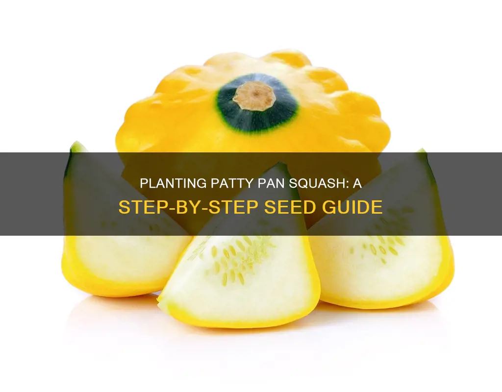 how to plant patty pan squash seeds