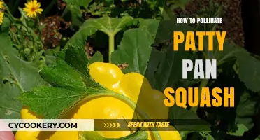 Pollinating Patty Pan Squash: Hand Pollination for Success