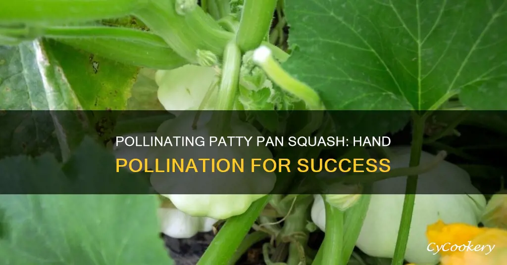 how to pollinate patty pan squash