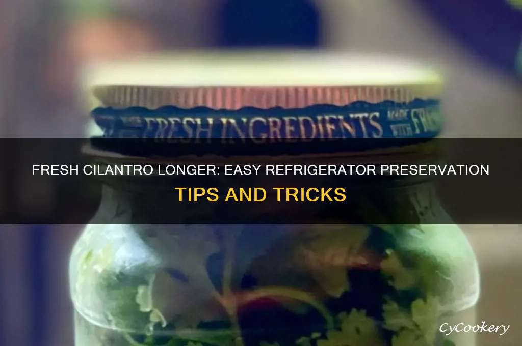 how to preserve cilantro in the refrigerator