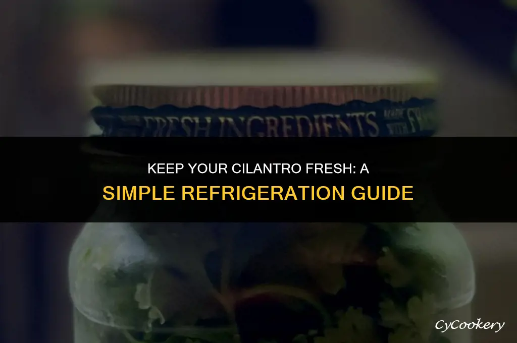 how to preserve fresh cilantro in your refrigerator