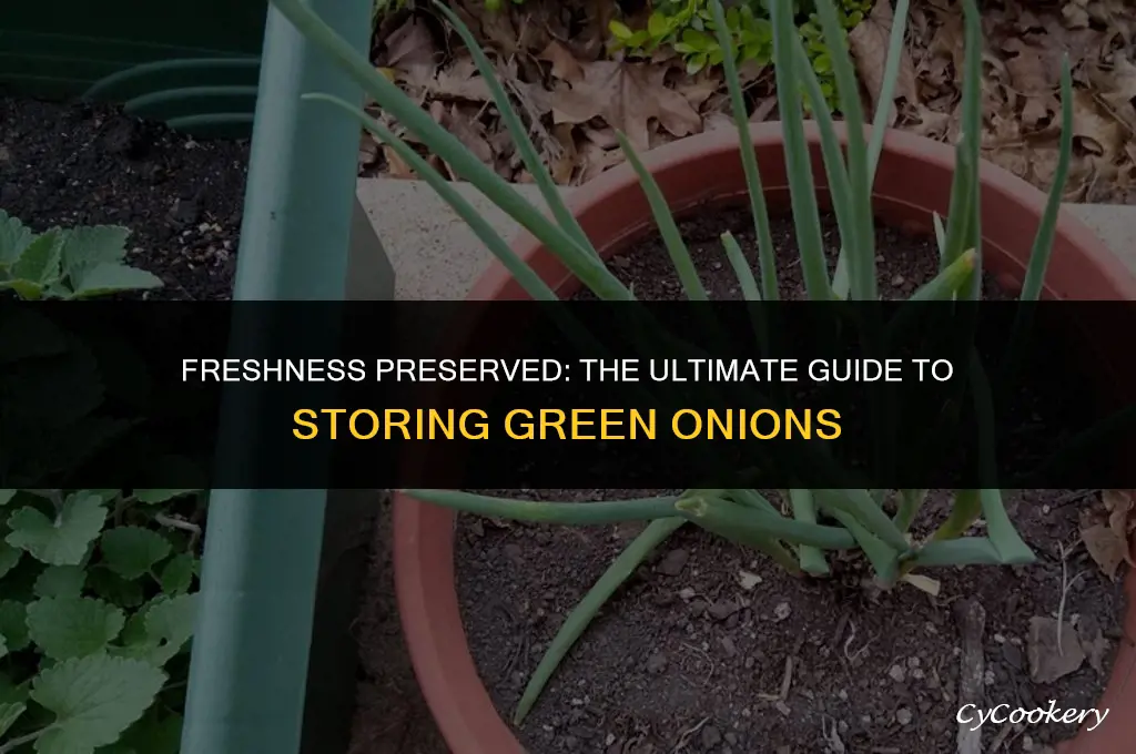 how to preserve green onions in the refrigerator