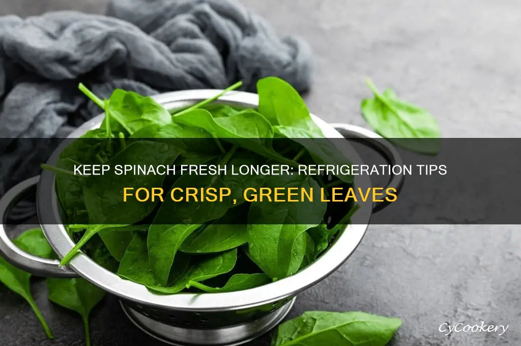 how to protect spinach in thr refrigerator