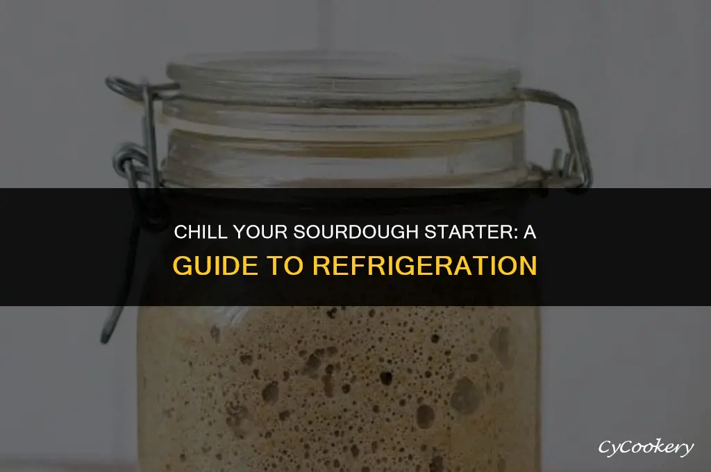 how to refrigerate sourdough starter in the fridge