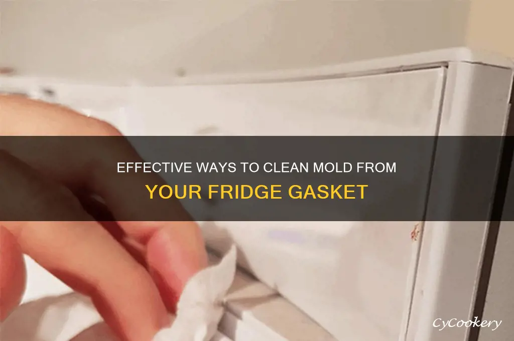 how to remove mold from refrigerator gasket