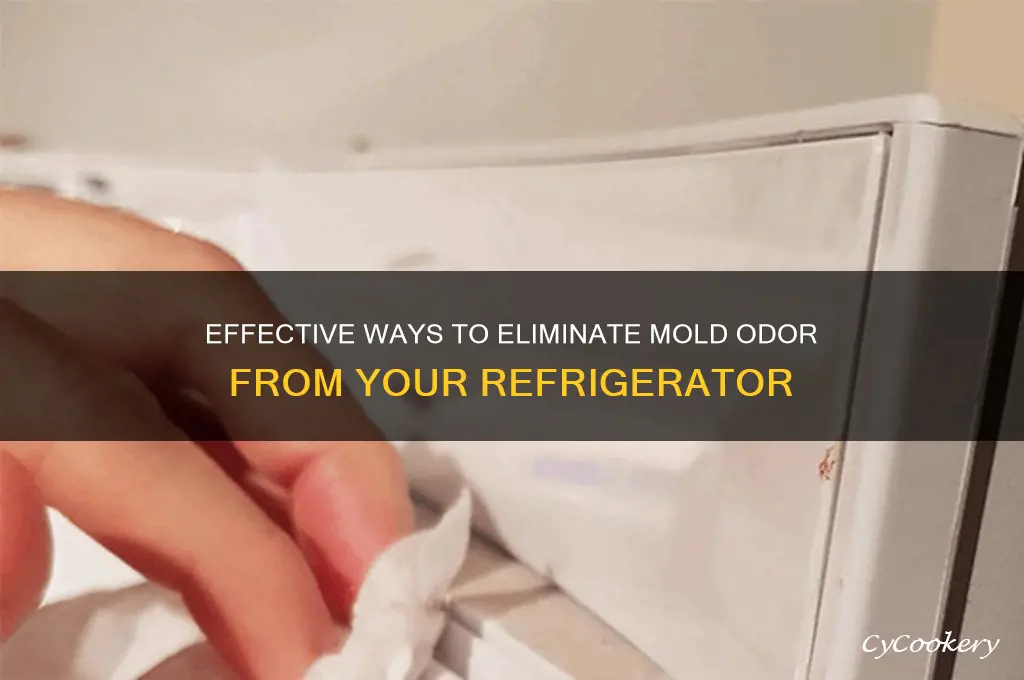how to remove mold smell from refrigerator