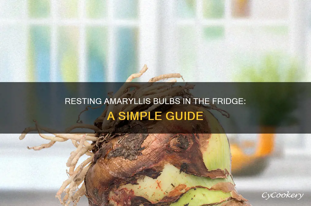 how to rest amaryllis bulbs in refrigerator