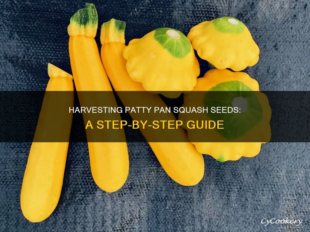 how to save patty pan squash seeds