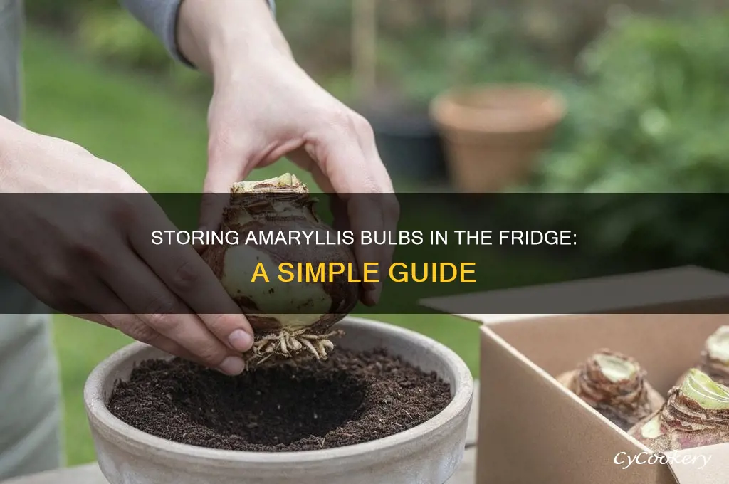 how to store amaryllis bulbs in refrigerator