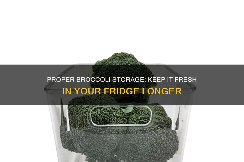 how to store broccoli in the refrigerator
