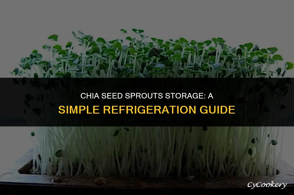 how to store chia seed sprouts in refrigerator