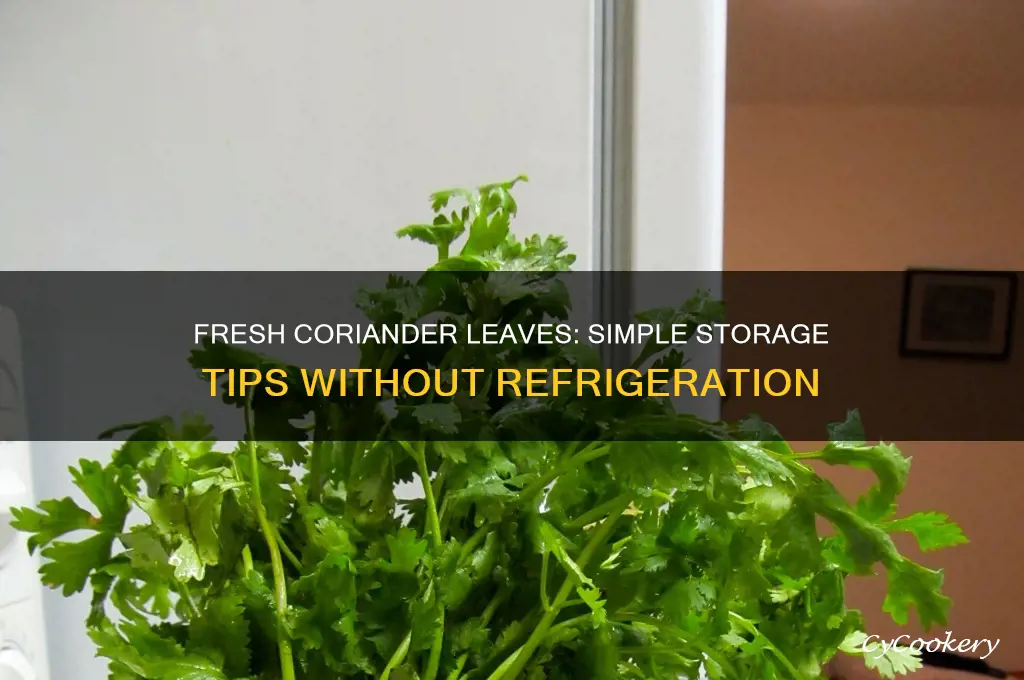 how to store coriander leaves without refrigeration
