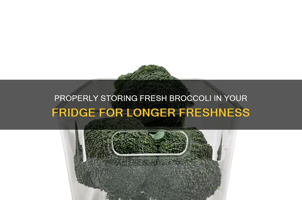 how to store fresh broccoli in refrigerator