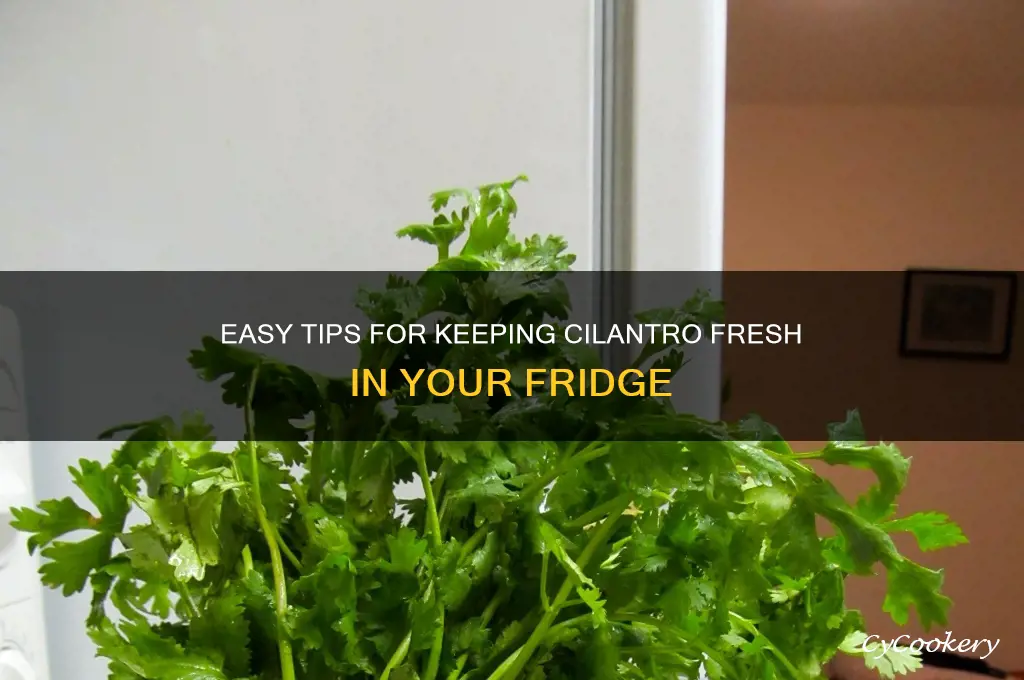 how to store fresh cilantro in the refrigerator