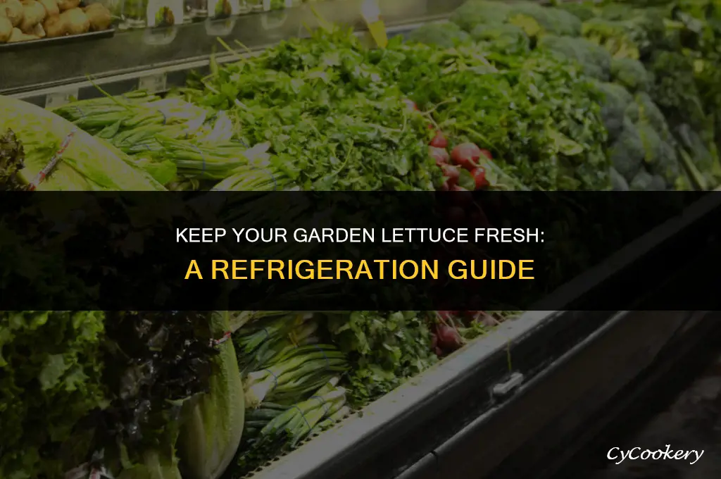 how to store fresh garden lettuce in the refrigerator