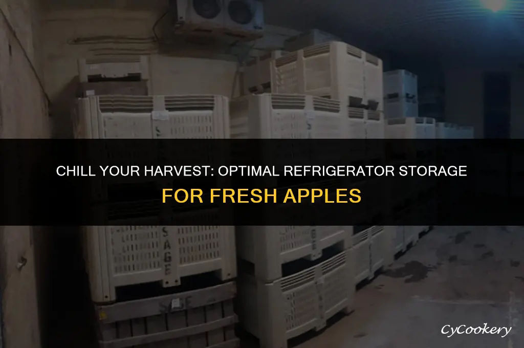 how to store fresh picked apples in the refrigerator