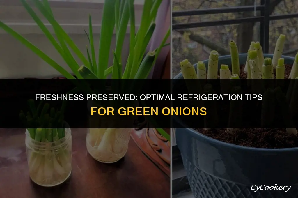 how to store green onions in a refrigerator