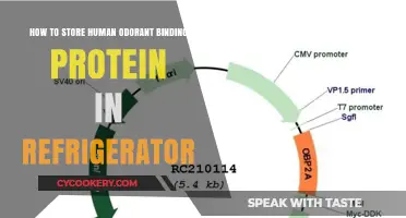 Preserving Human Odorant Binding Protein: A Refrigeration Guide