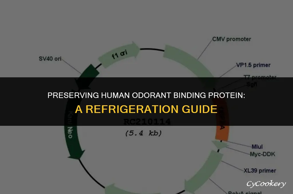 how to store human odorant binding protein in refrigerator