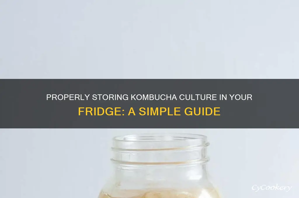 how to store kombucha culture in refrigerator