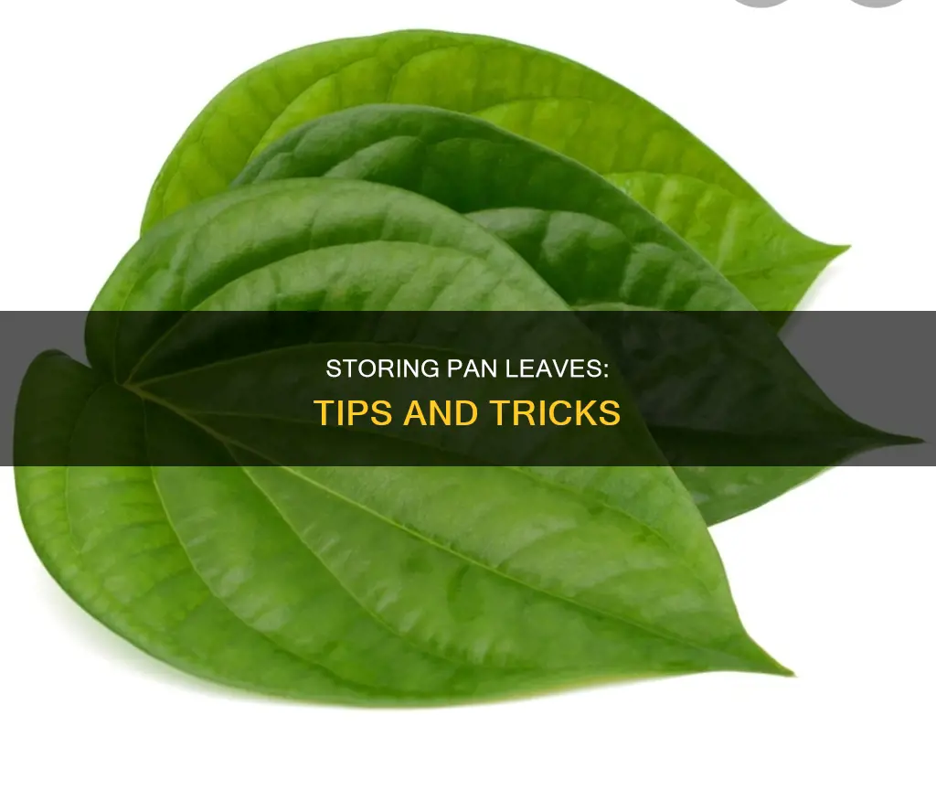 how to store pan leaves