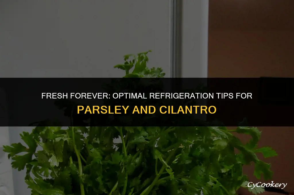 how to store parsley and cilantro in the refrigerator