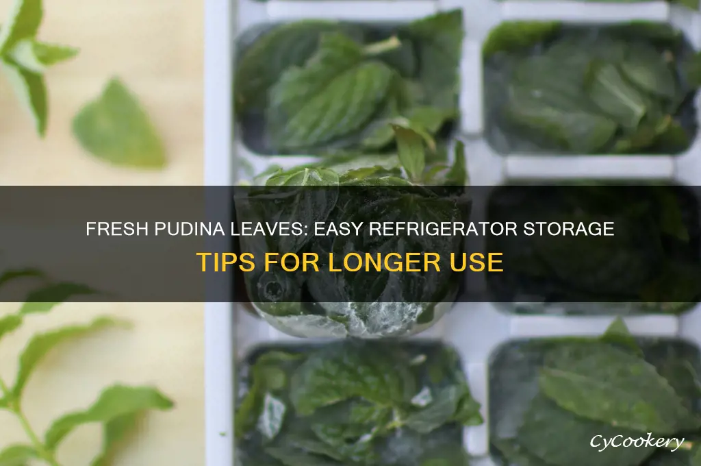 how to store pudina leaves in refrigerator