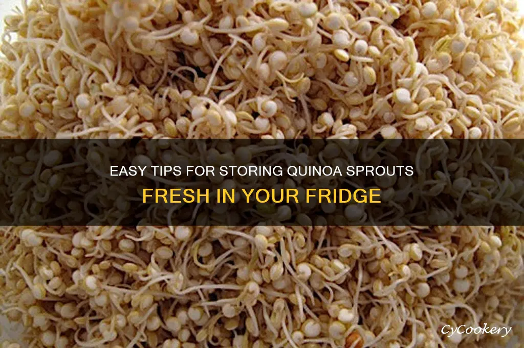 how to store quinoa sprouts in refrigerator