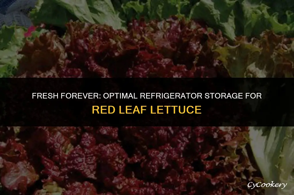 how to store red leaf lettuce in refrigerator