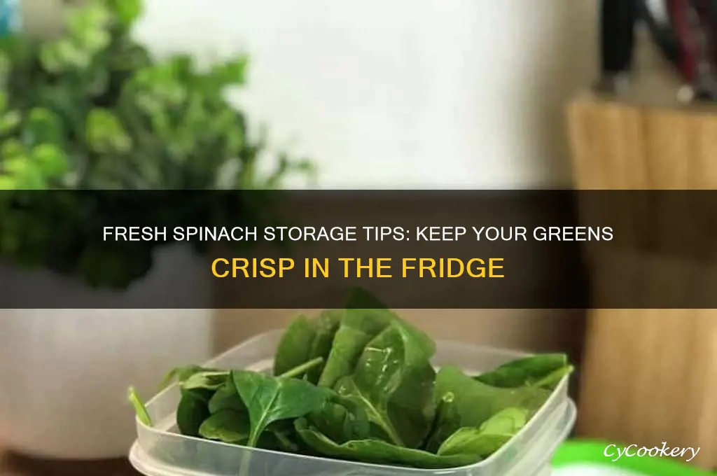 how to store spinach in the refrigerator
