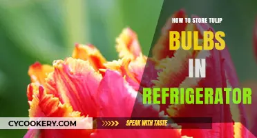 Chill and Preserve: A Guide to Storing Tulip Bulbs in Your Fridge