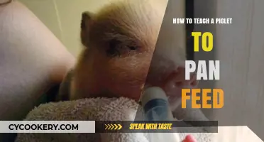 Teaching Piglets to Pan Feed: A Step-by-Step Guide