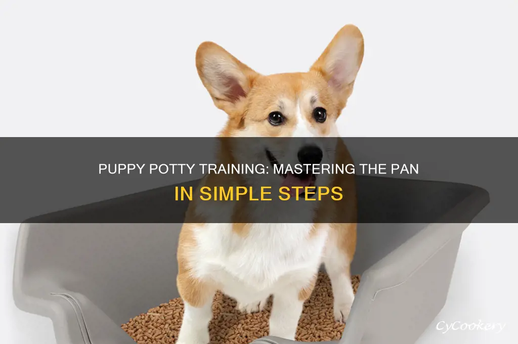 how to train a puppy tuo use a pan