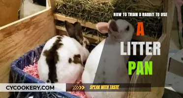 Training Your Rabbit: Effective Tips for Litter Pan Success