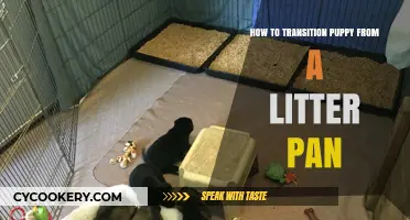 Transitioning Your Puppy: From Litter Pan to Potty Training