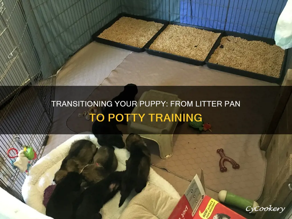 how to transition puppy from a litter pan