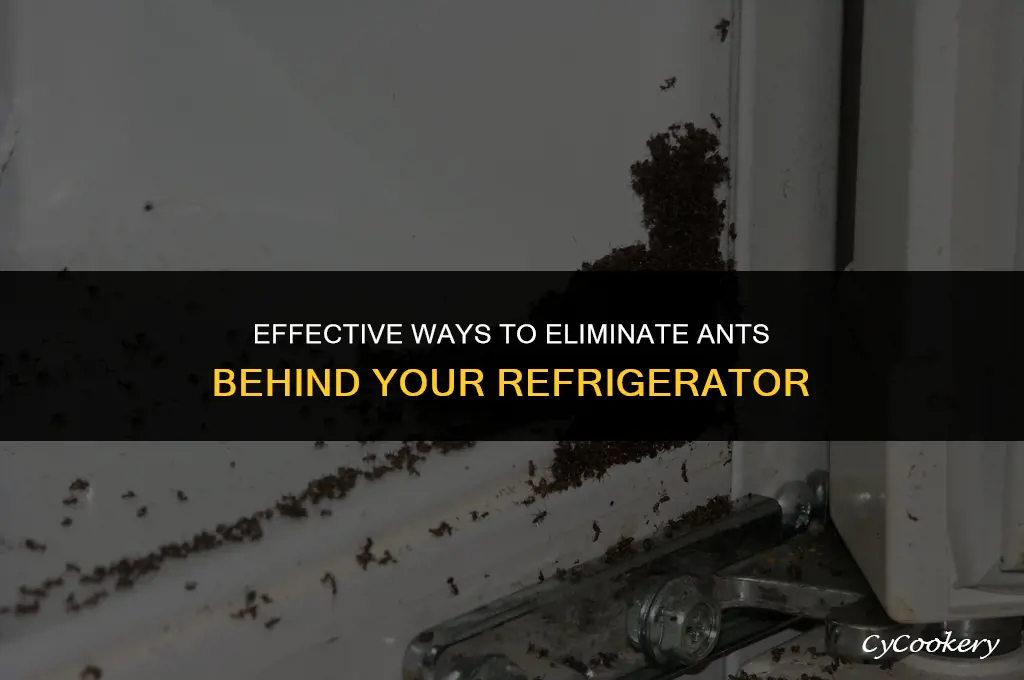 how to treat lots of ants behind refrigerator