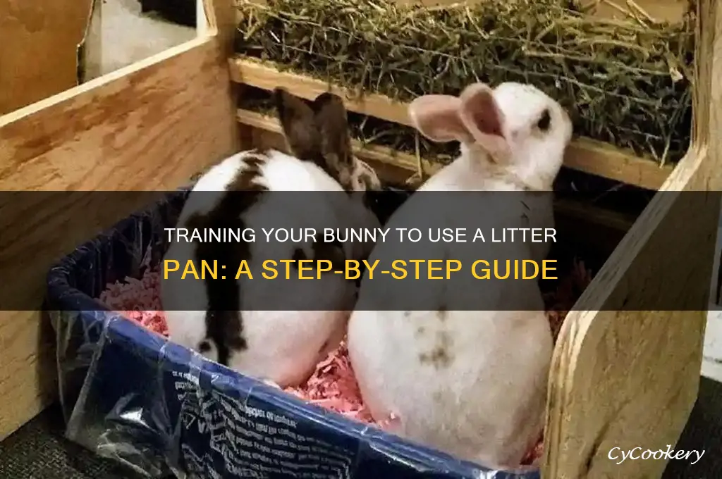 how to use a litter pan for a bunn