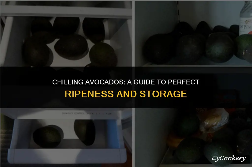 is it ok to put avocados in the refrigerator