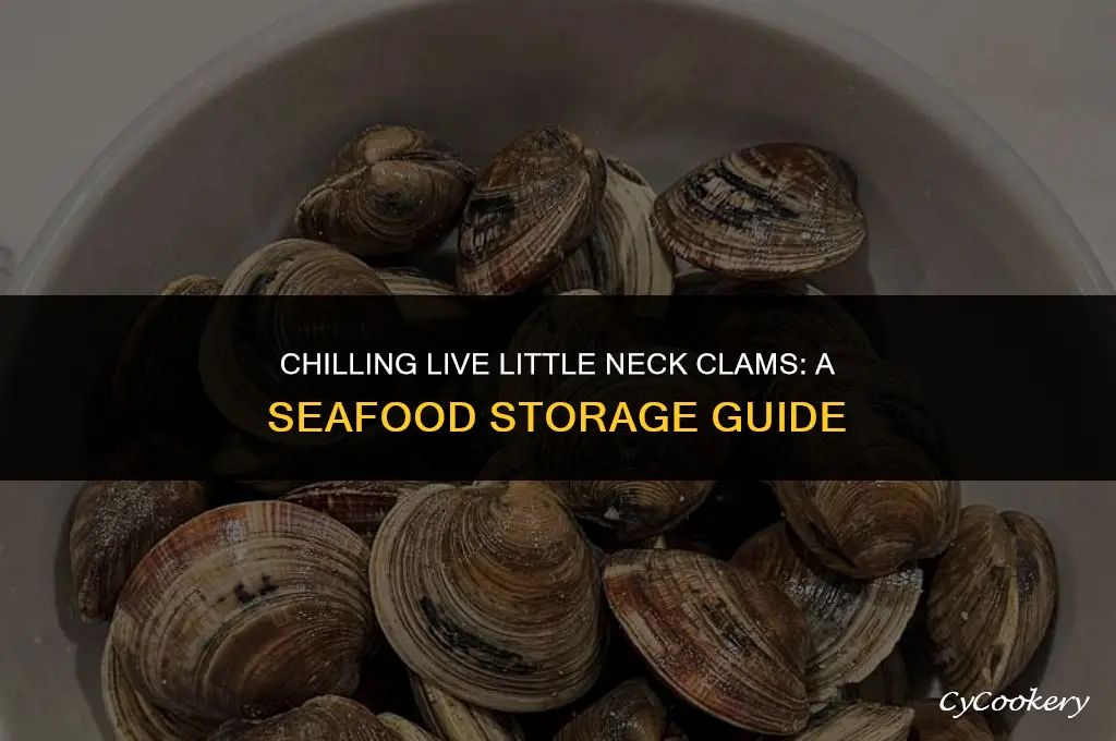 is it okay to refrigerate live little neck clams