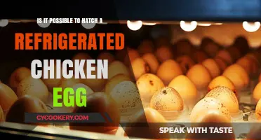 Can You Hatch a Chicken Egg from the Fridge?