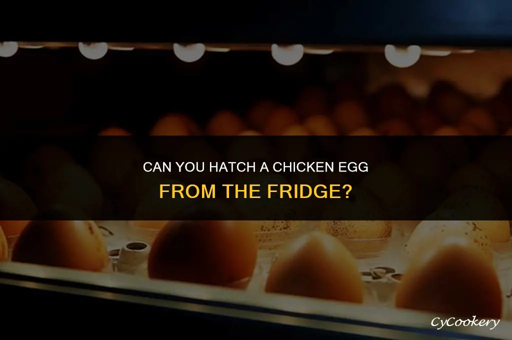 is it possible to hatch a refrigerated chicken egg